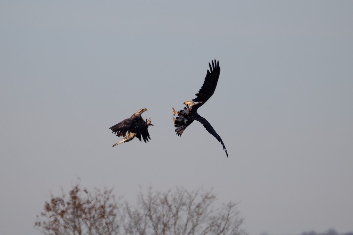 Bald Eagle - ML645857445