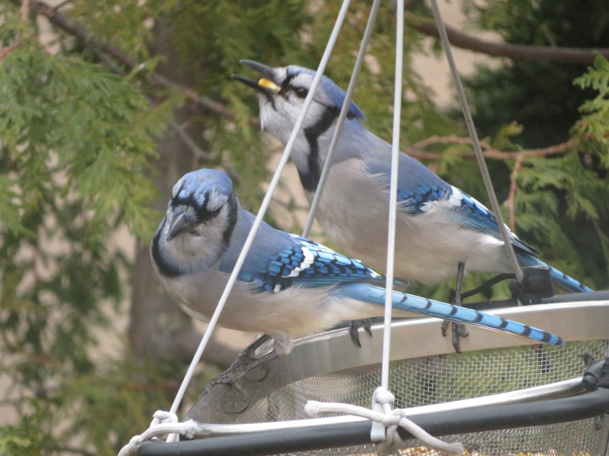 Blue Jay - ML645857455