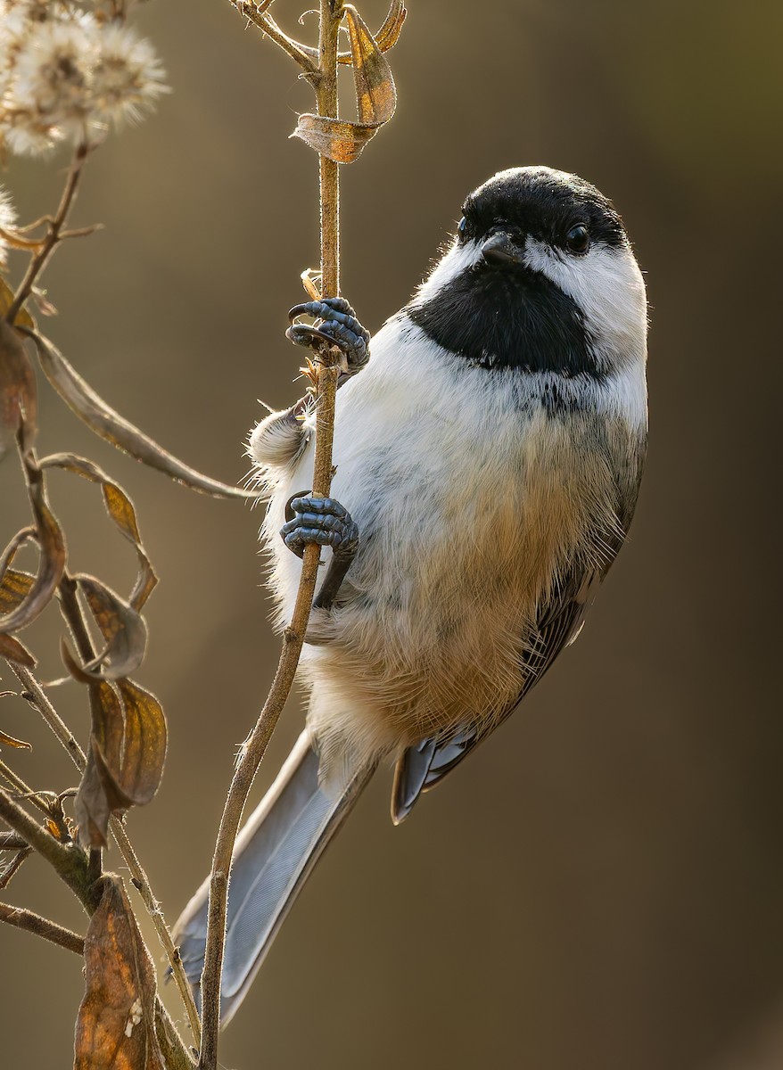 sýkora černohlavá - ML645857463