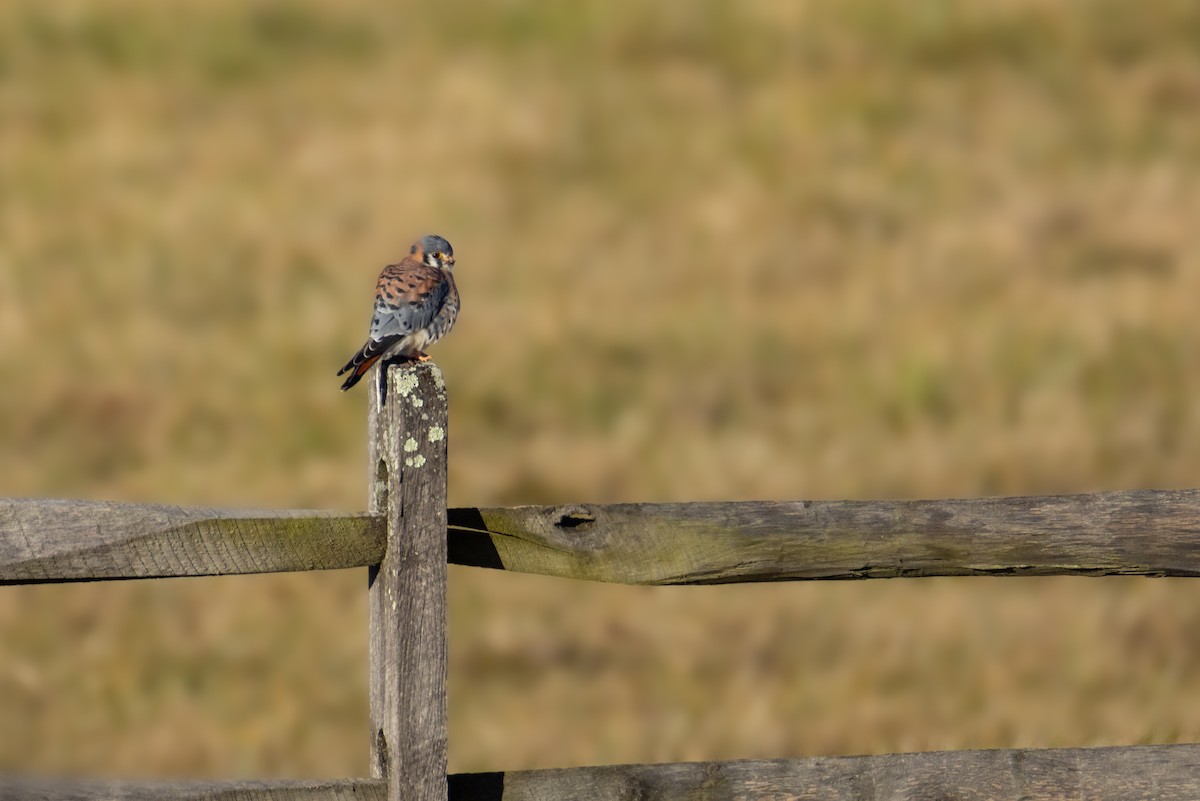American Kestrel - ML645857471