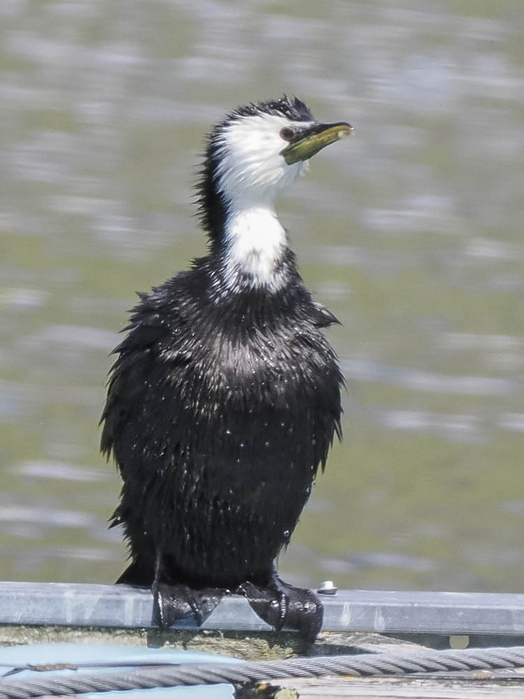 シロハラコビトウ - ML645857473