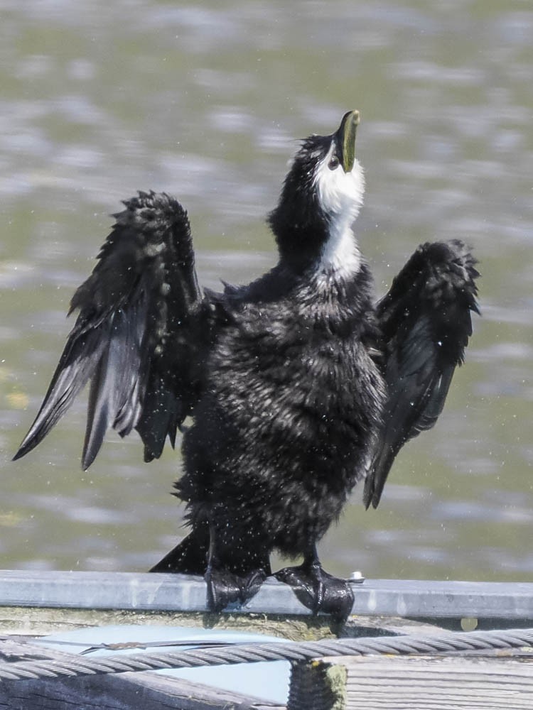 シロハラコビトウ - ML645857474