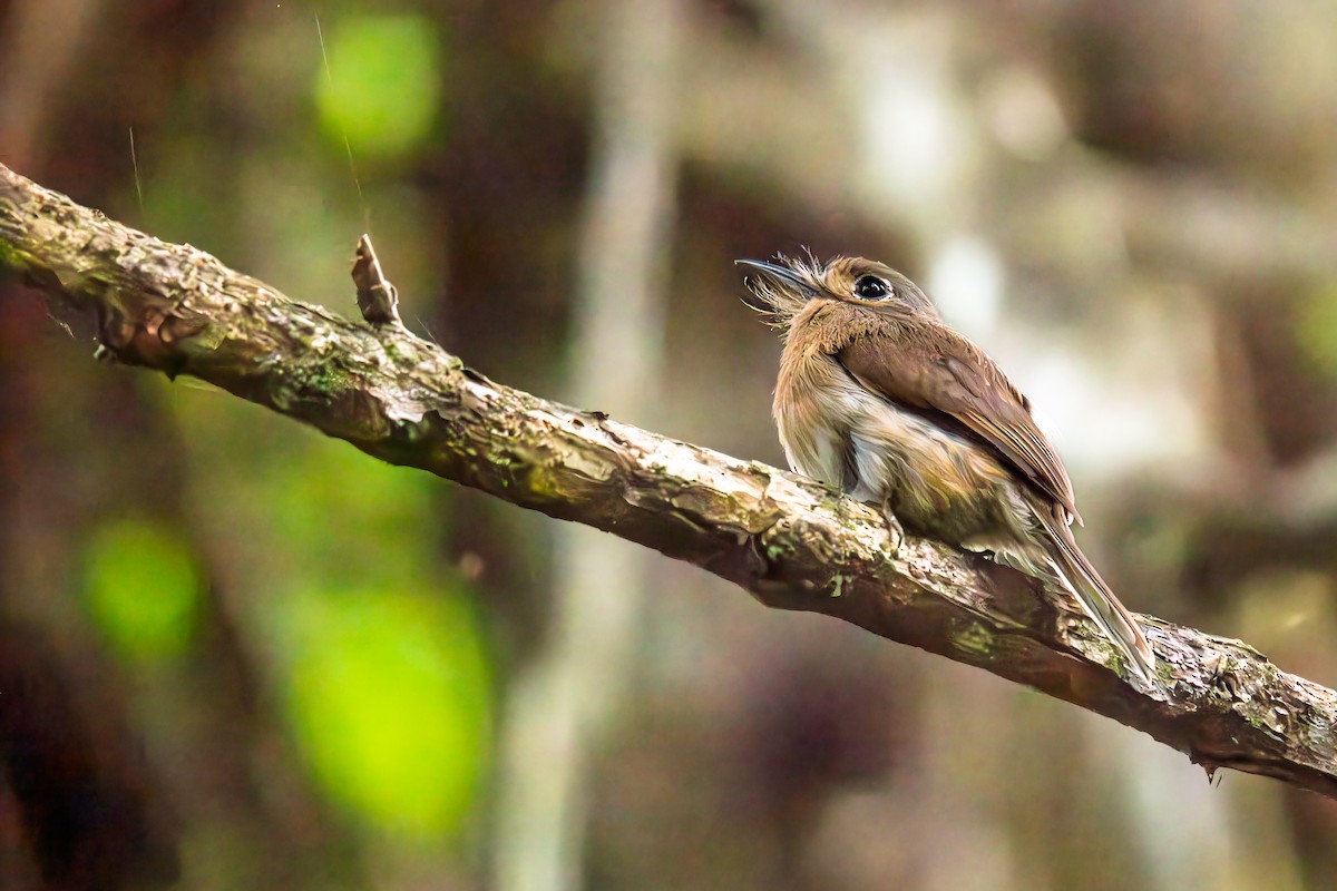 Рыжеватая ленивка - ML645857486