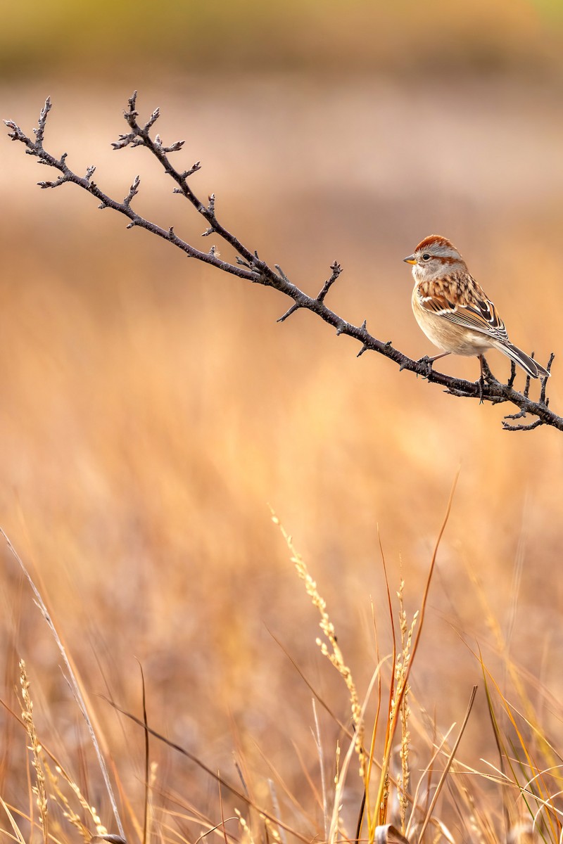 American Tree Sparrow - ML645857489