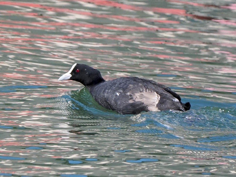 オオバン - ML645857493