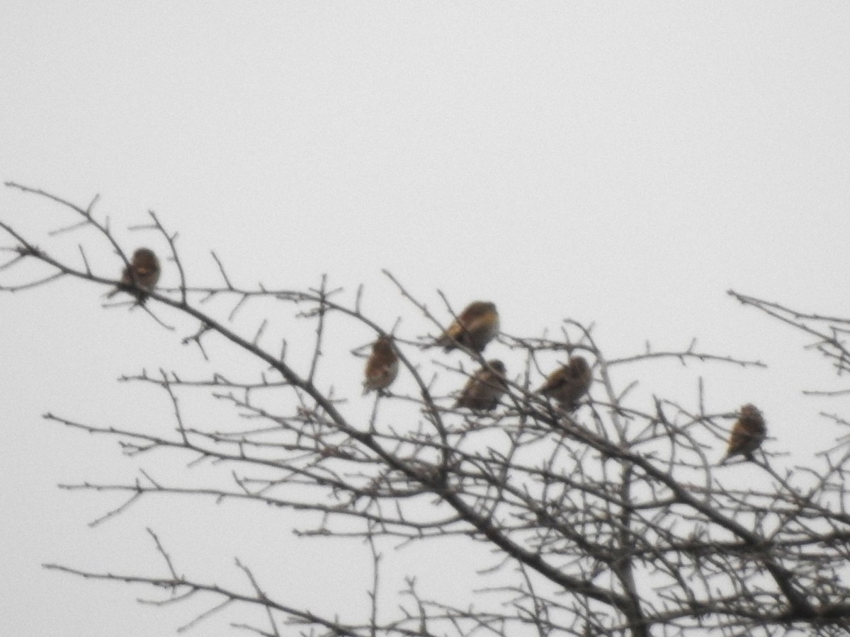 Altın İskete - ML645857494