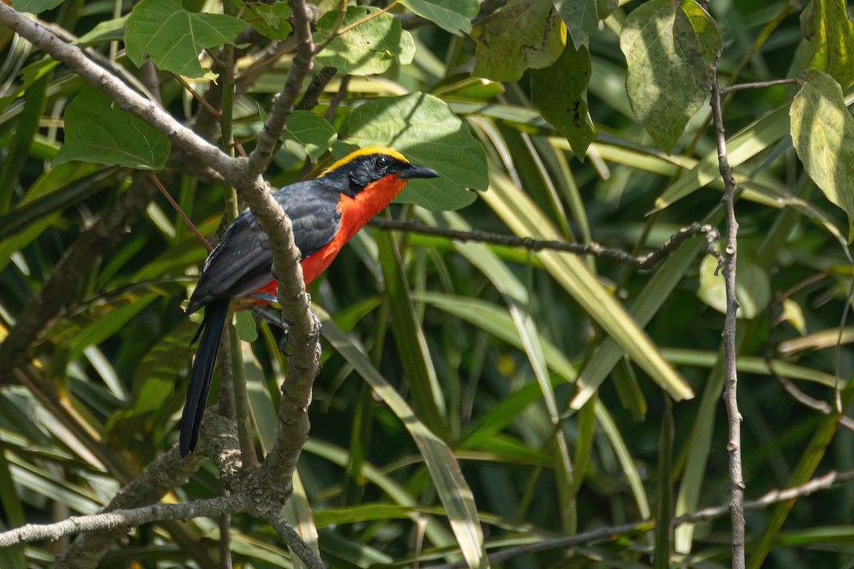 Гонолек червоний - ML645857514
