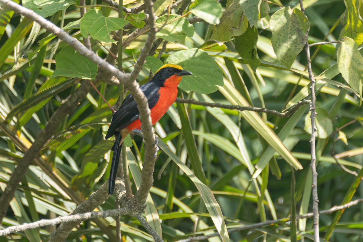 Гонолек червоний - ML645857515