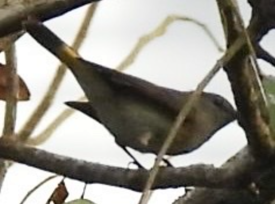 Горихвостковая древесница - ML645857516