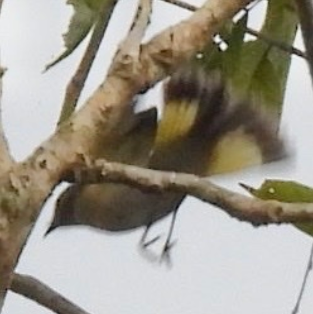 Горихвостковая древесница - ML645857517