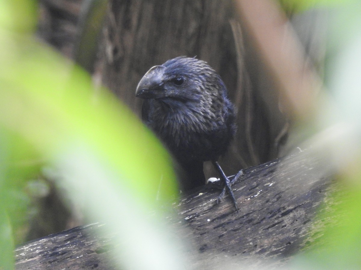 Smooth-billed Ani - ML645857525