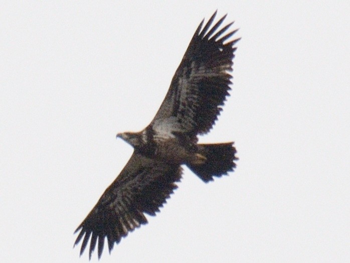 Bald Eagle - ML645857540