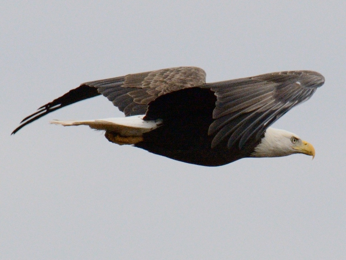 Bald Eagle - ML645857542