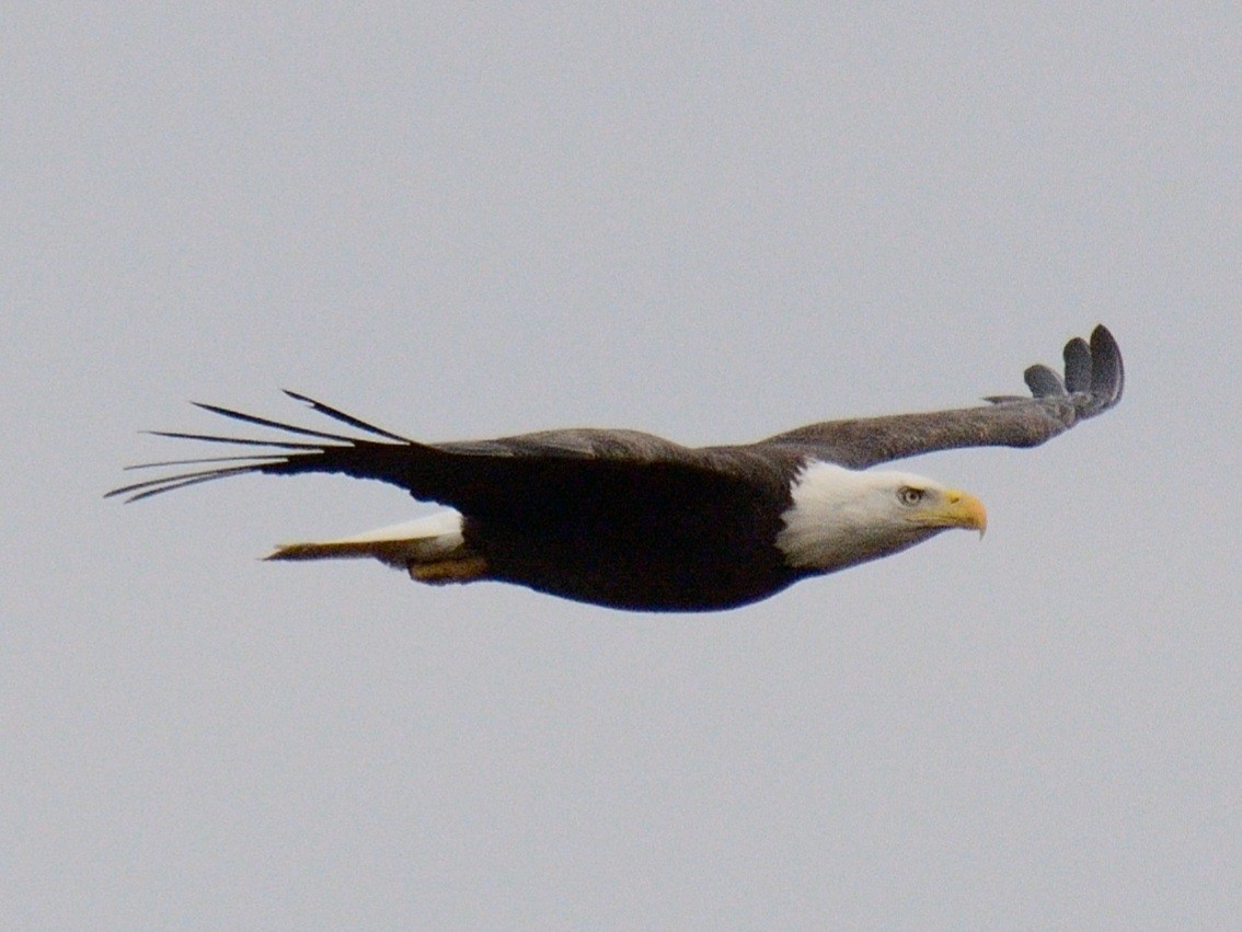 Bald Eagle - ML645857543