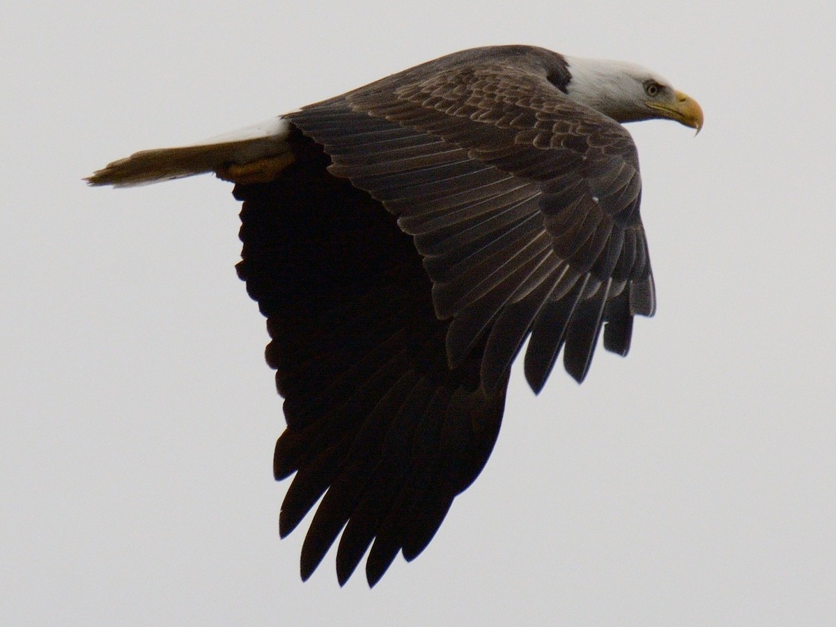 Bald Eagle - ML645857544