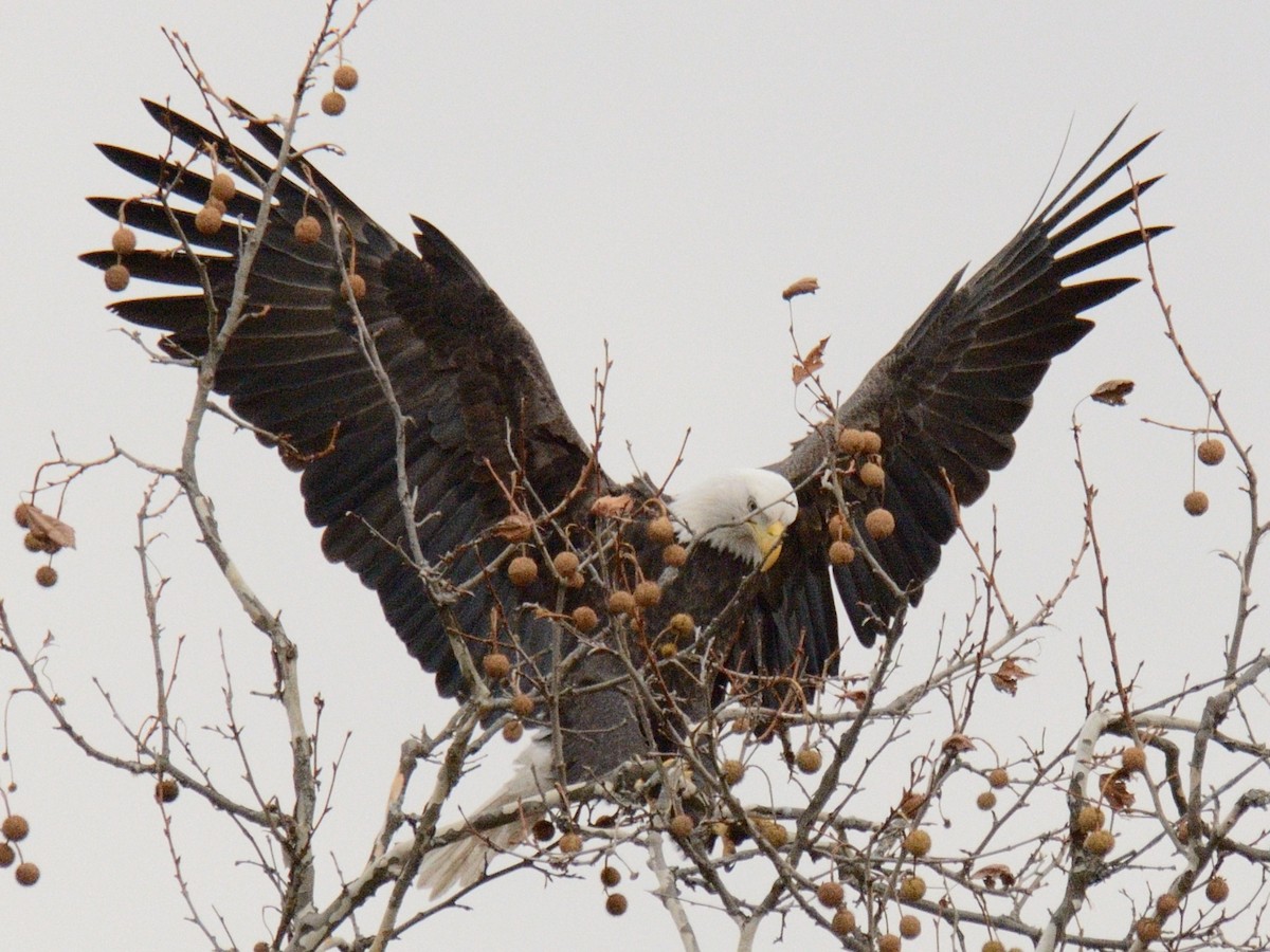 Bald Eagle - ML645857545