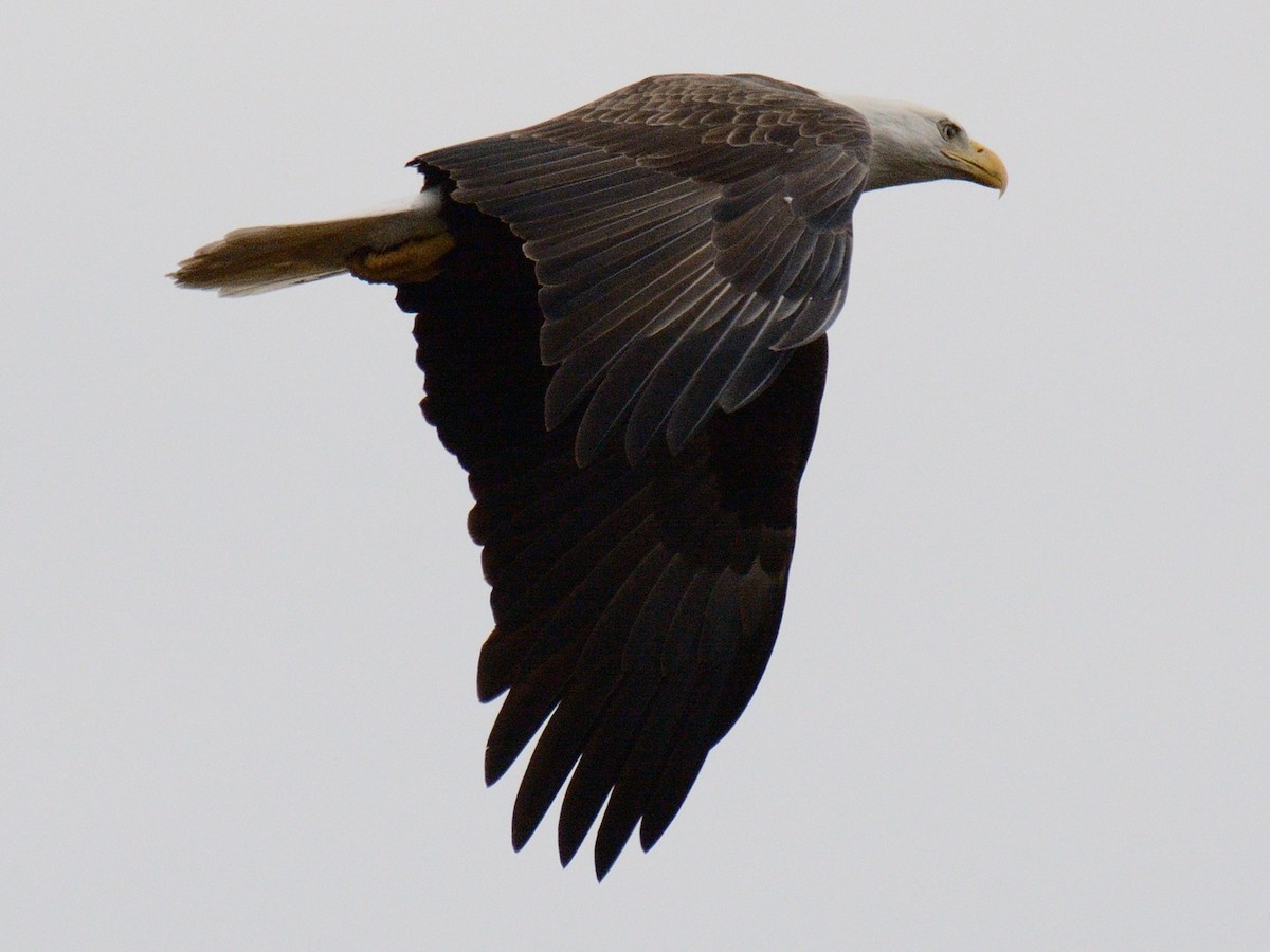 Bald Eagle - ML645857546
