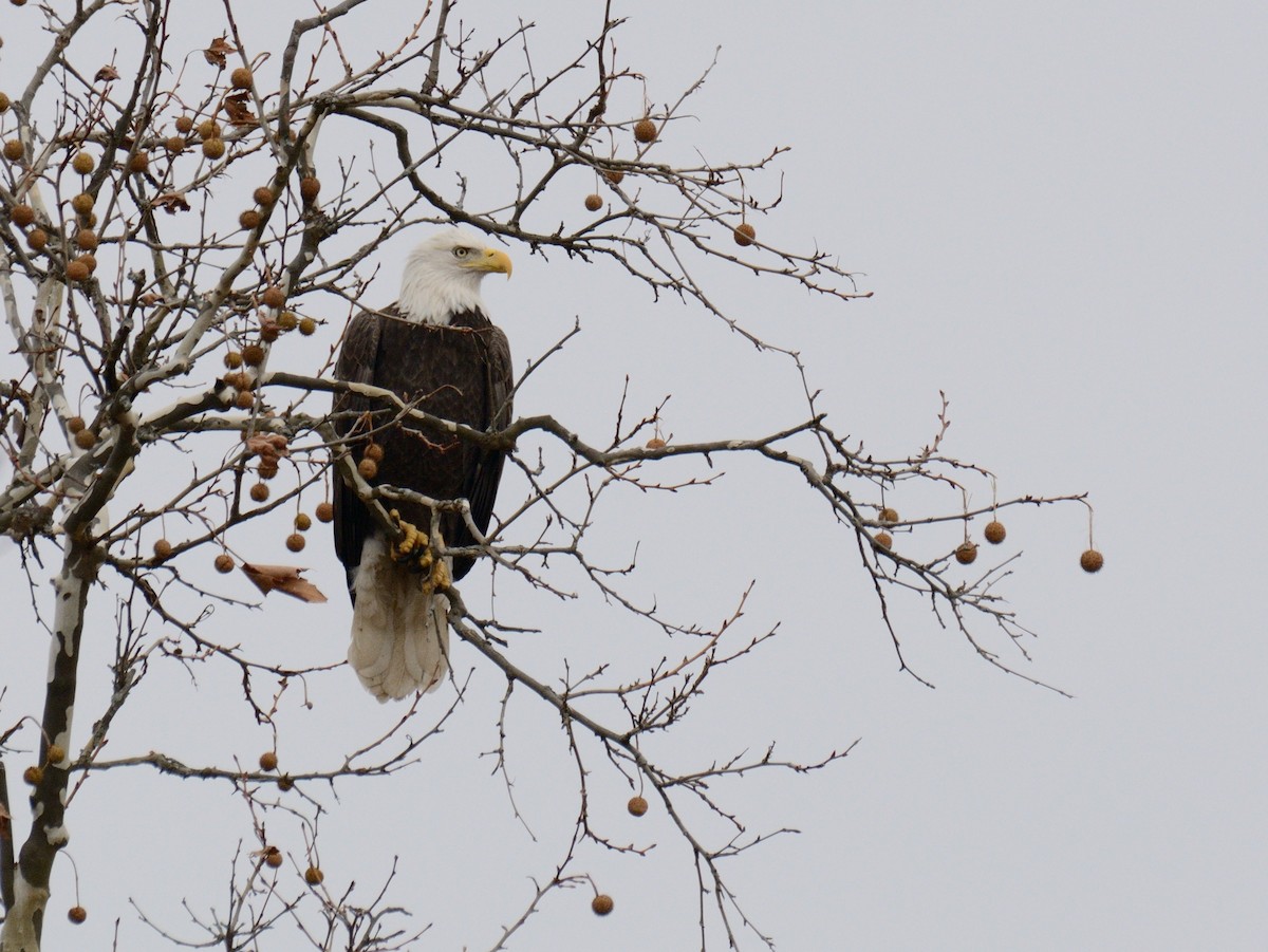 Bald Eagle - ML645857547