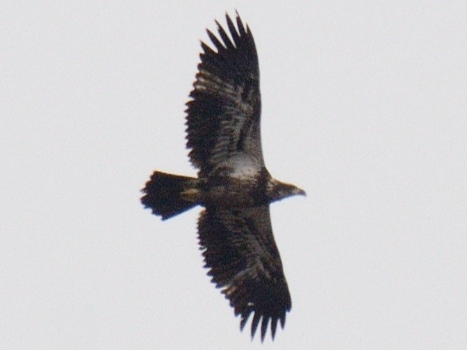 Bald Eagle - ML645857548