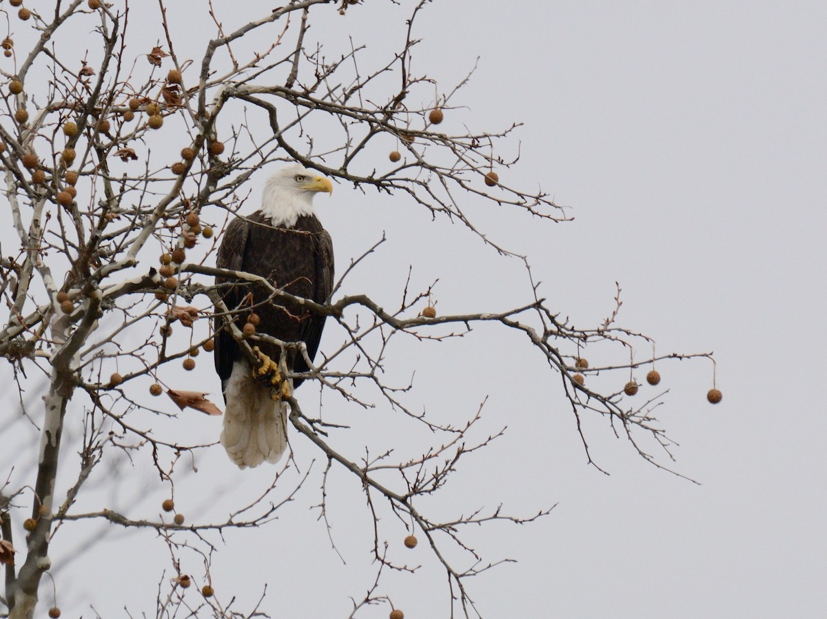 Bald Eagle - ML645857549