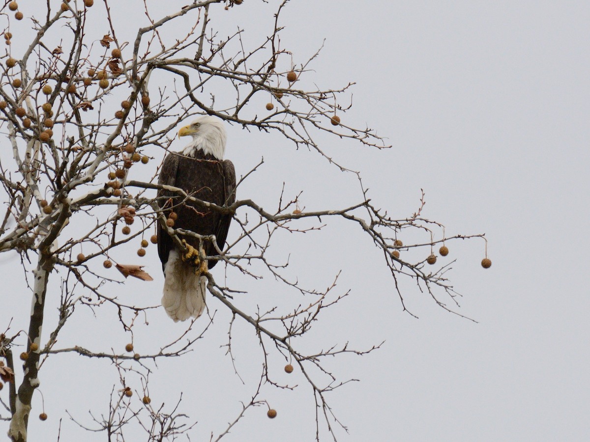 Bald Eagle - ML645857550