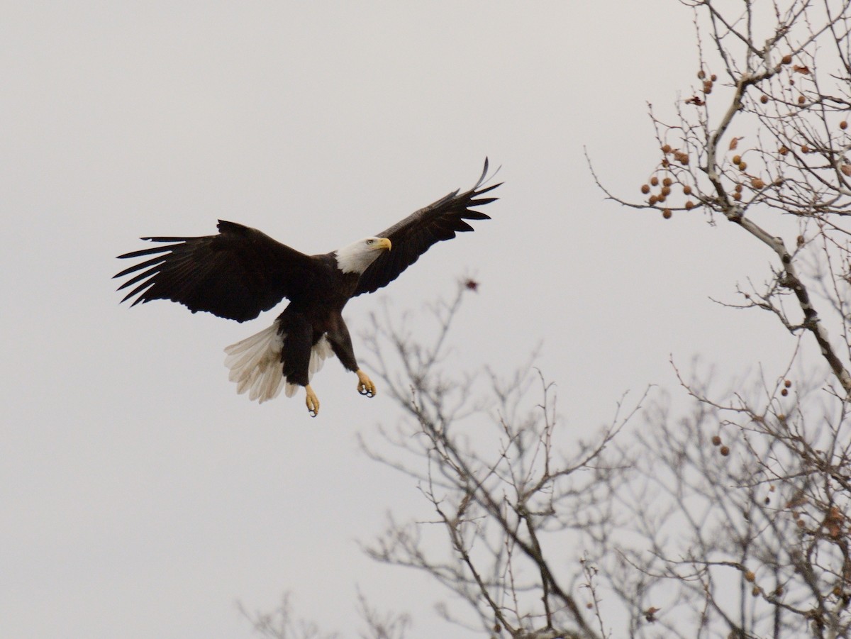 Bald Eagle - ML645857551
