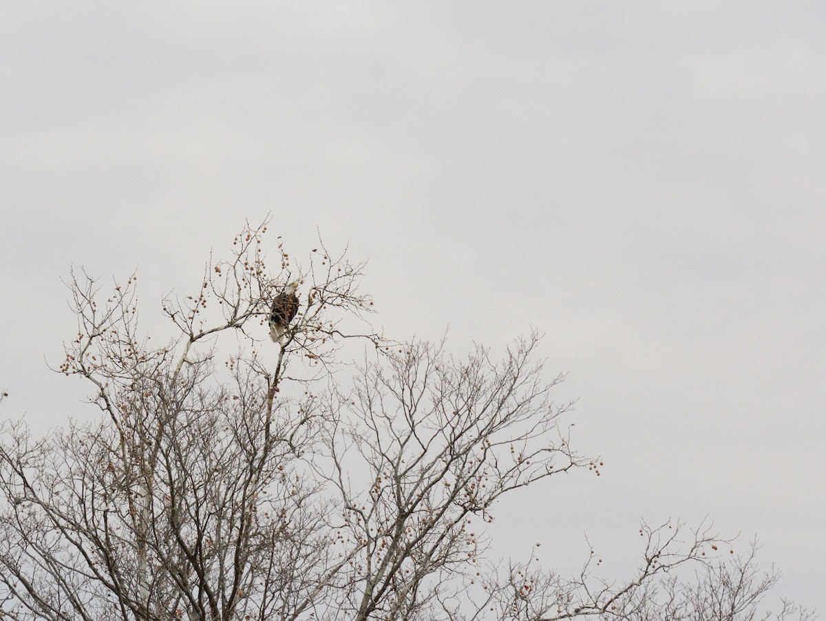 Bald Eagle - ML645857552