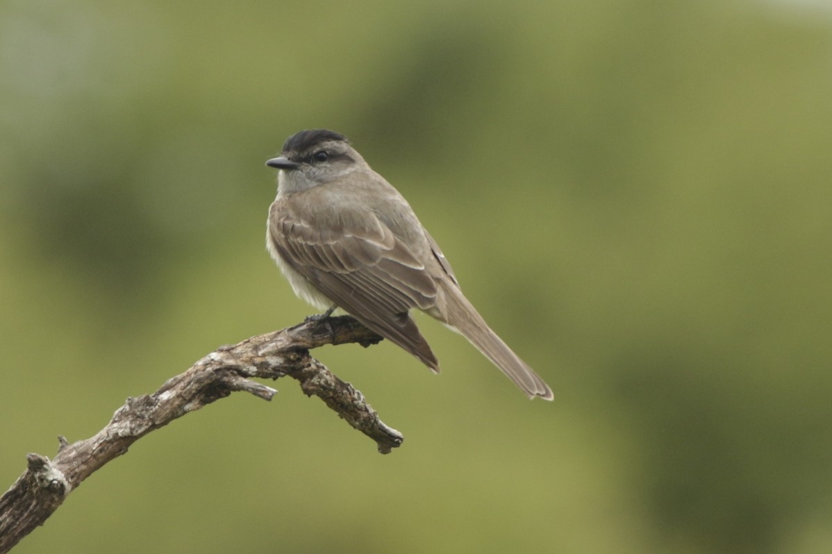 Crowned Slaty Flycatcher - ML645857557