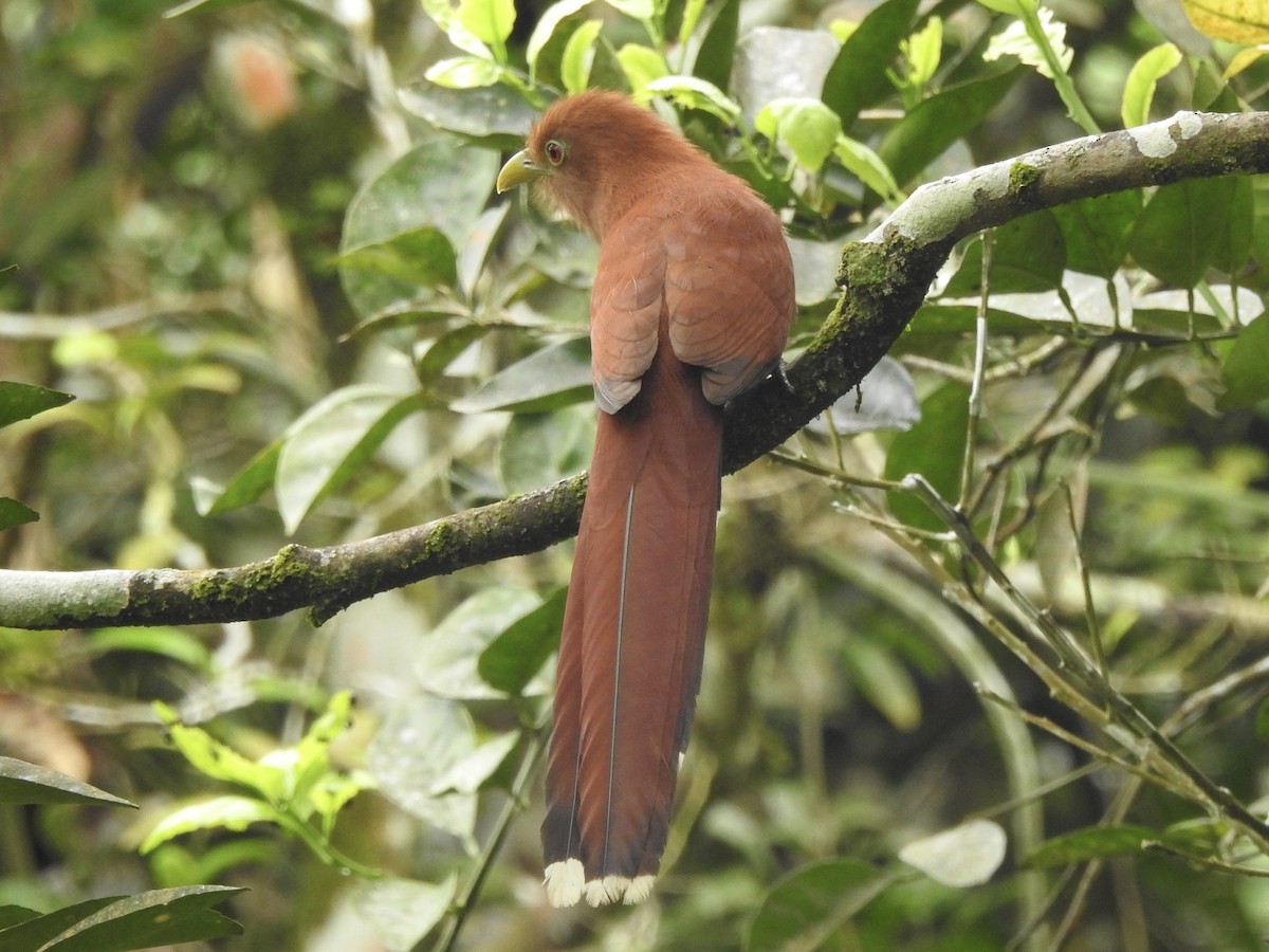 Common Squirrel-Cuckoo - ML645857560
