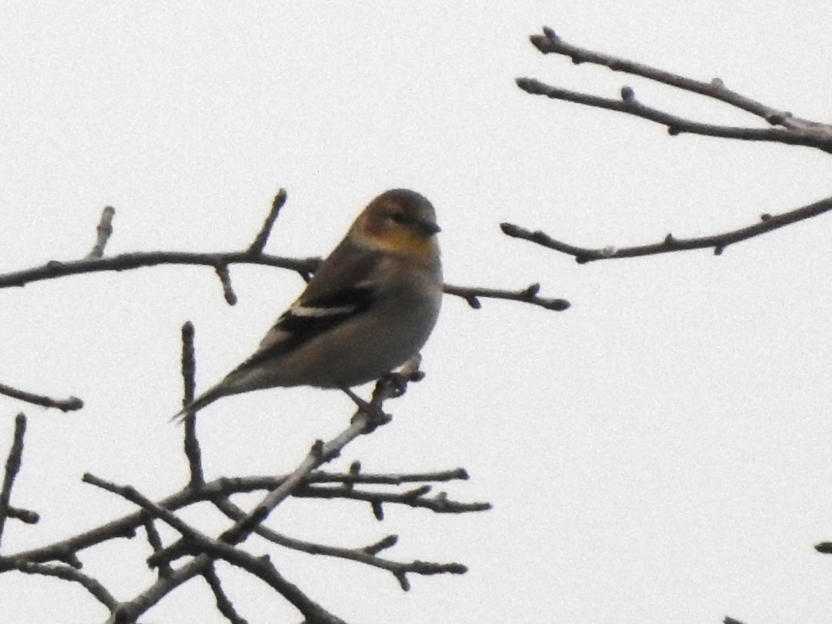 Altın İskete - ML645857561