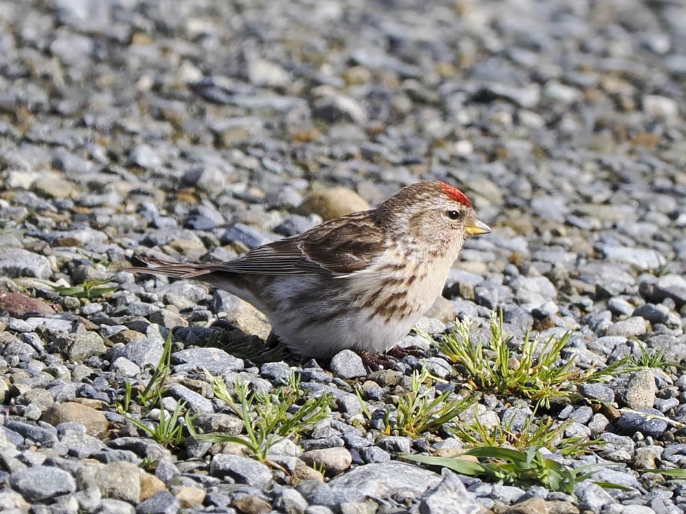 ベニヒワ - ML645857569