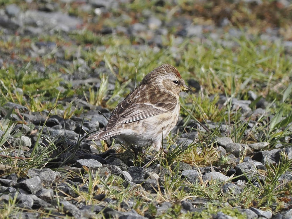 ベニヒワ - ML645857570