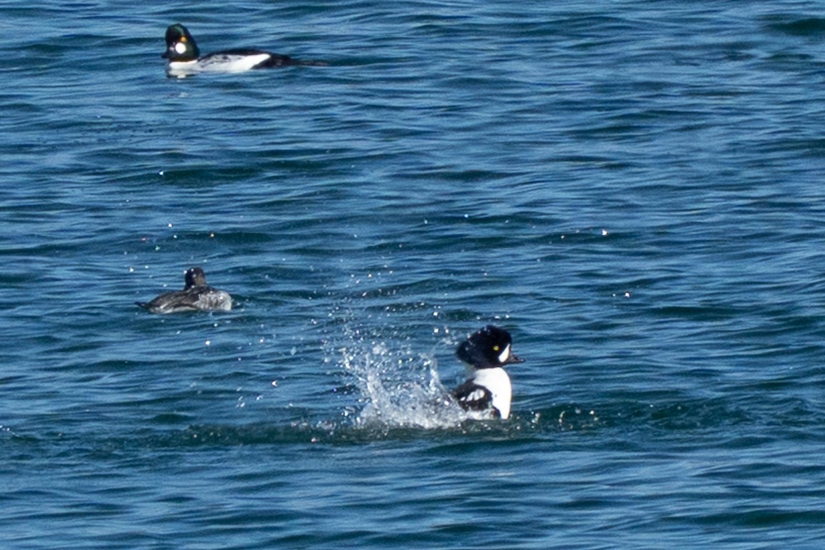 Barrow's Goldeneye - ML645857572
