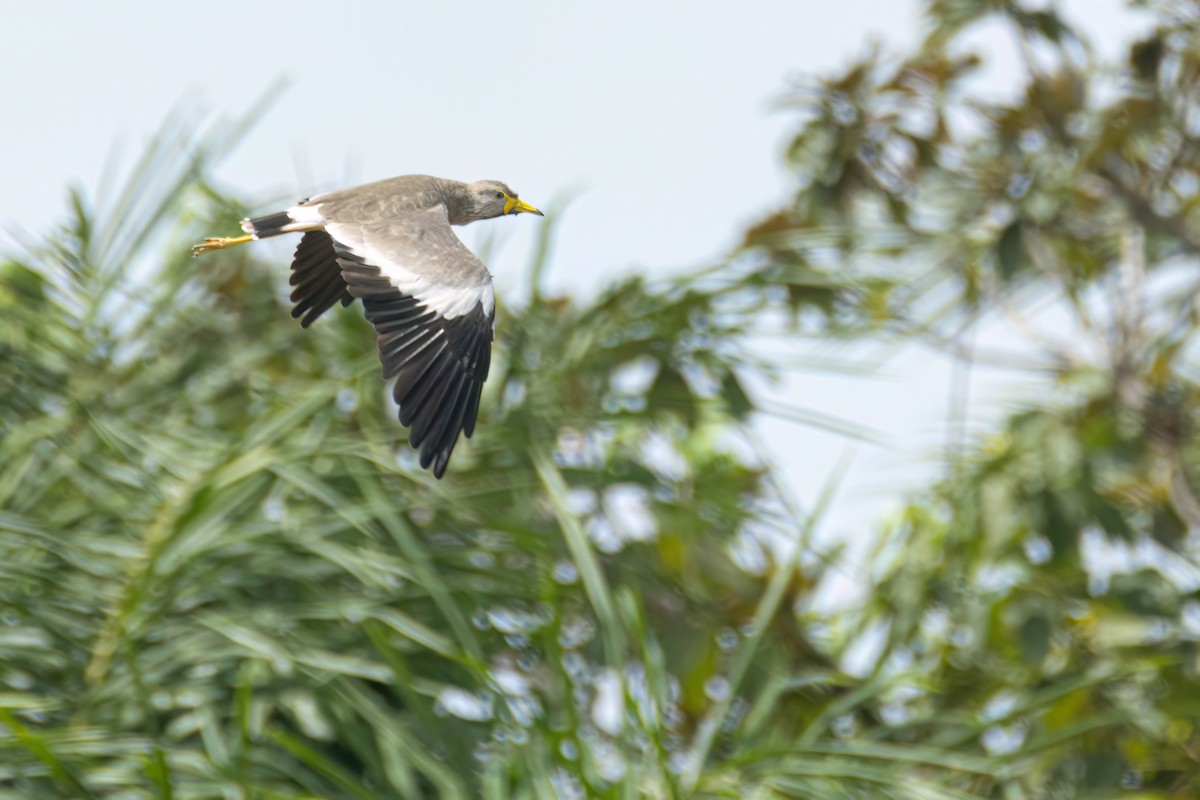 Wattled Lapwing - ML645857573