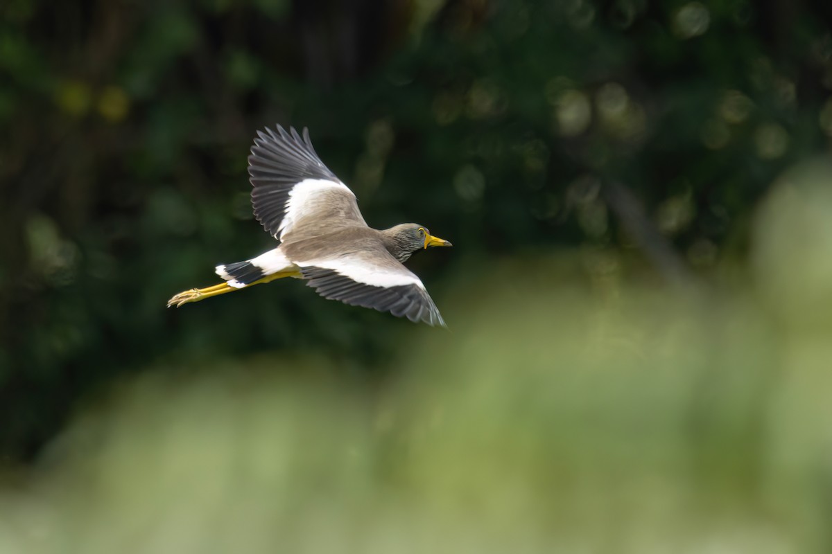 Wattled Lapwing - ML645857574