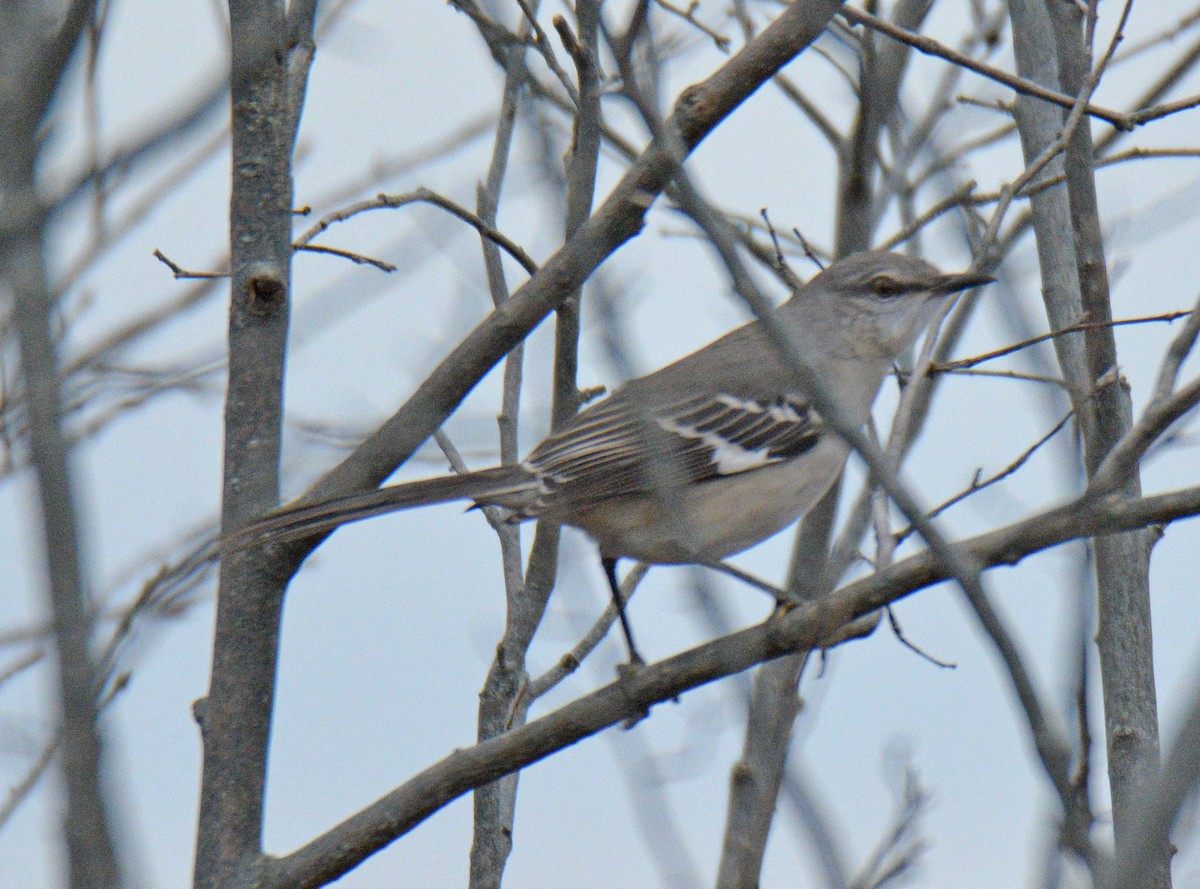 Northern Mockingbird - ML645857575