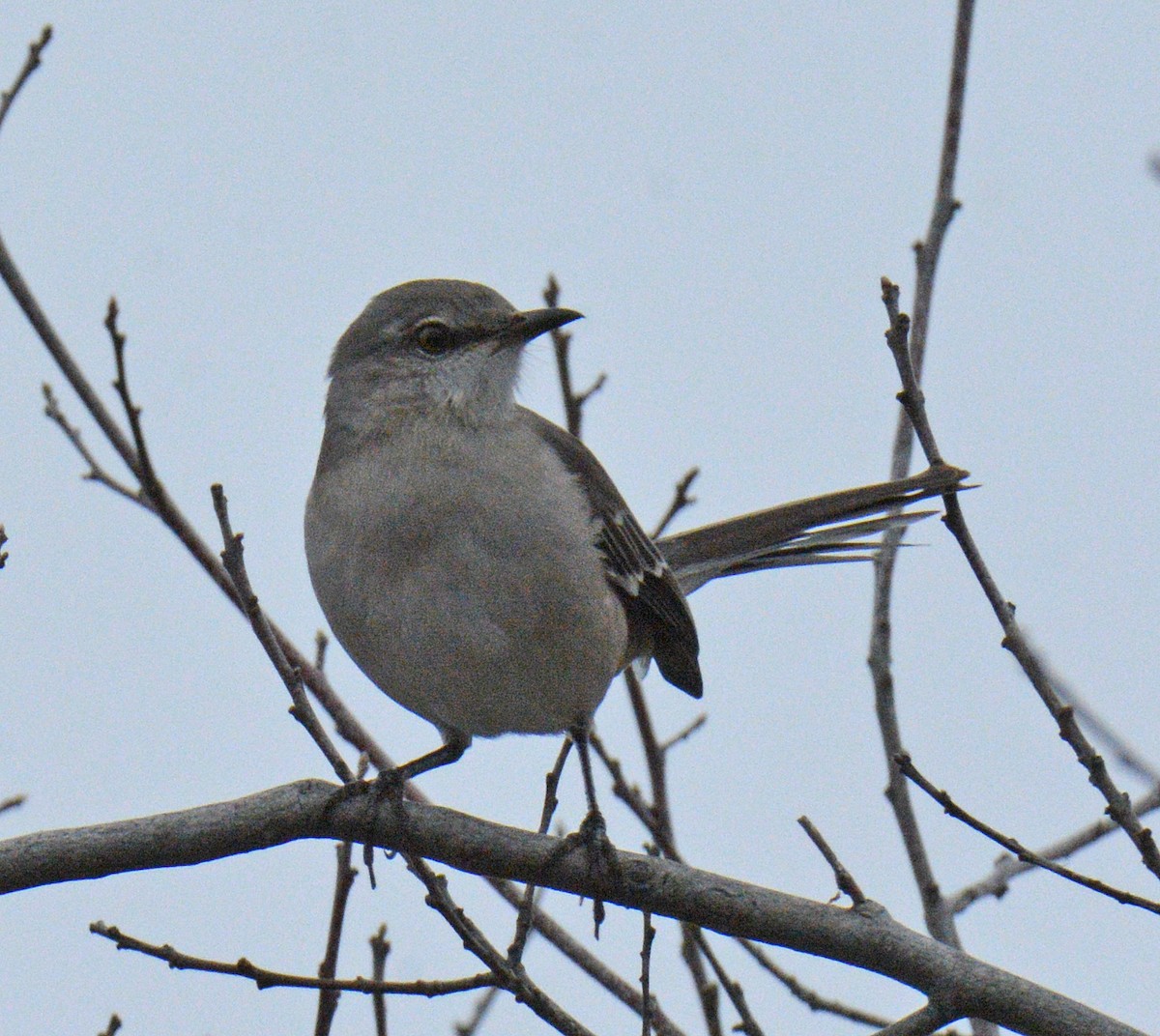 Northern Mockingbird - ML645857576