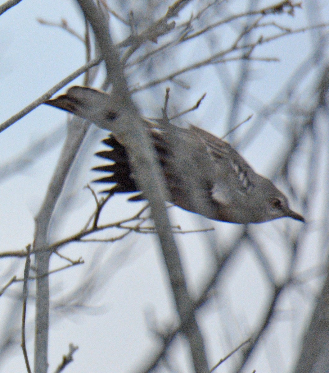 Northern Mockingbird - ML645857577