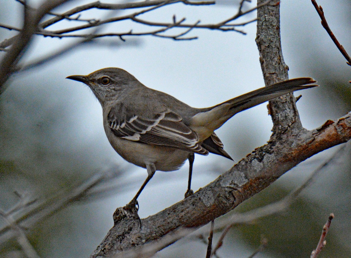 Northern Mockingbird - ML645857579