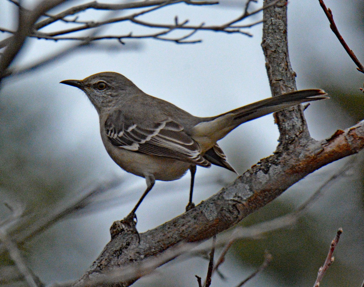 Northern Mockingbird - ML645857580