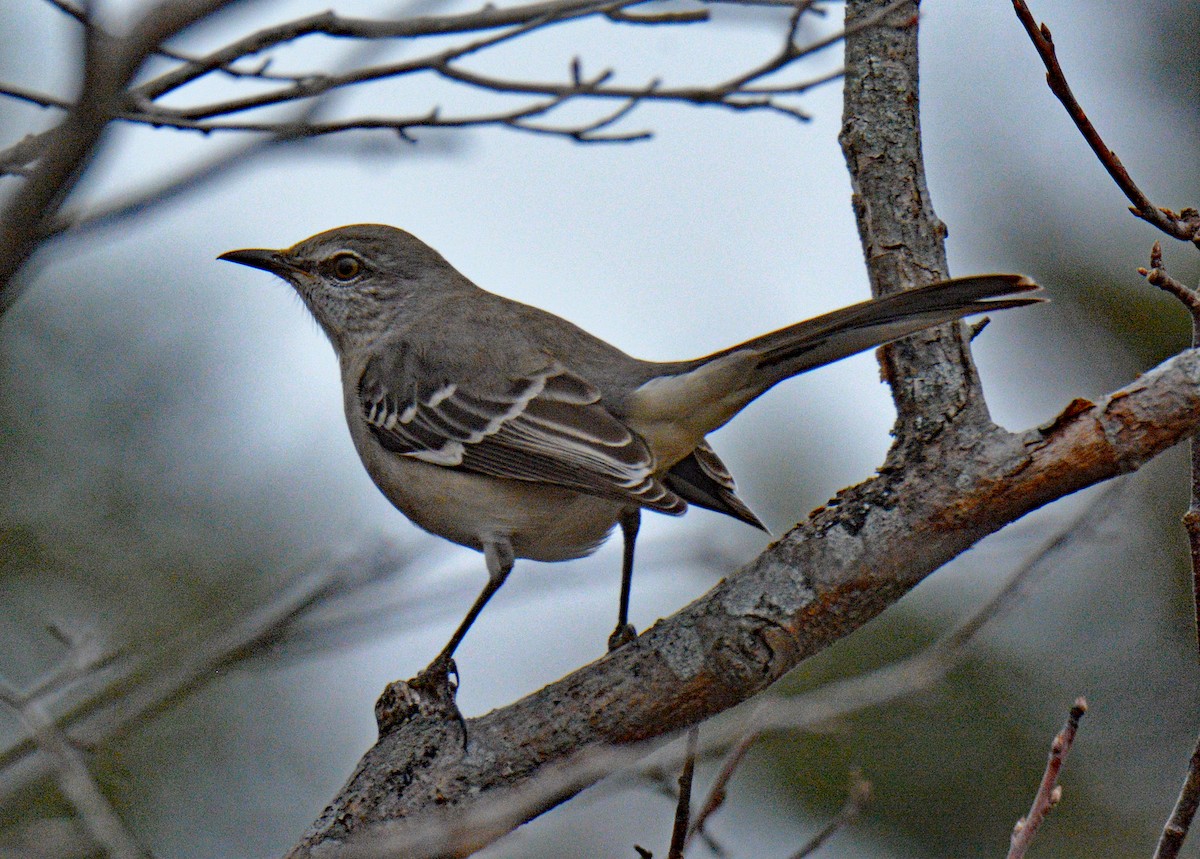 Northern Mockingbird - ML645857581