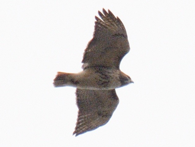 Red-tailed Hawk (borealis) - ML645857587