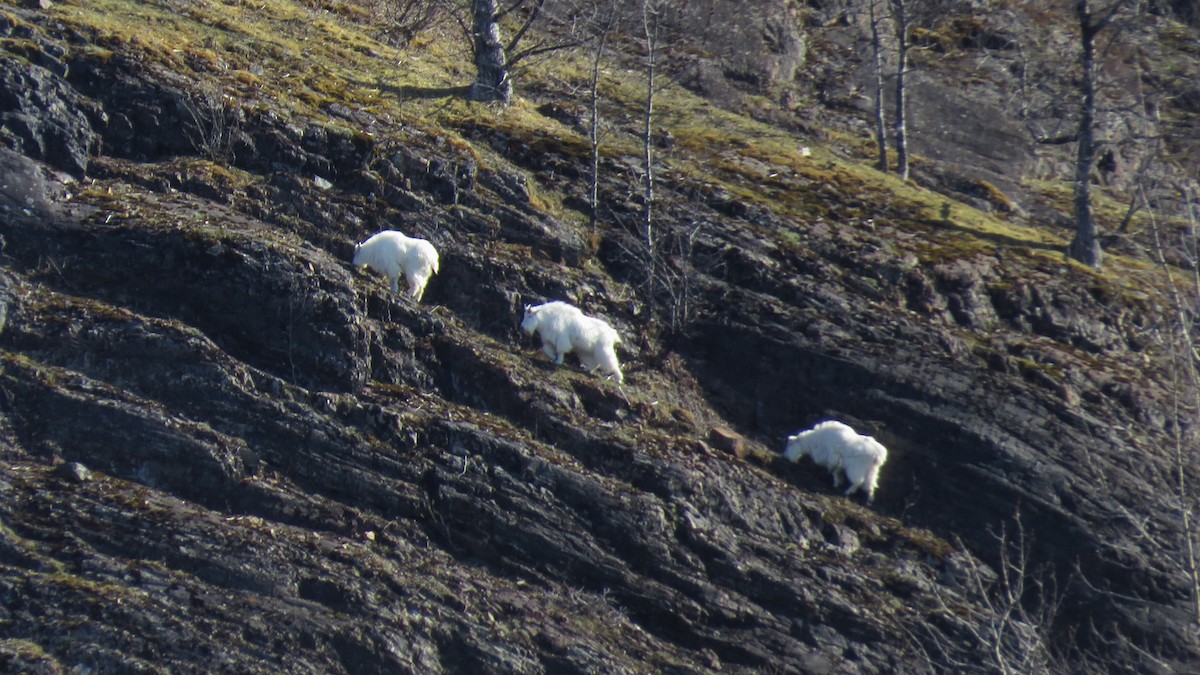 Mountain Goat - ML645857588