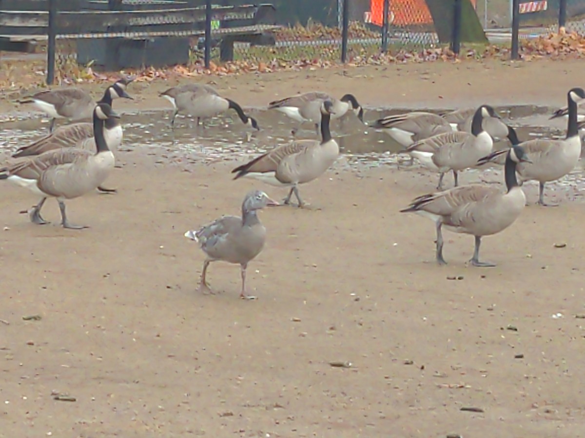 Snow Goose - ML645857589