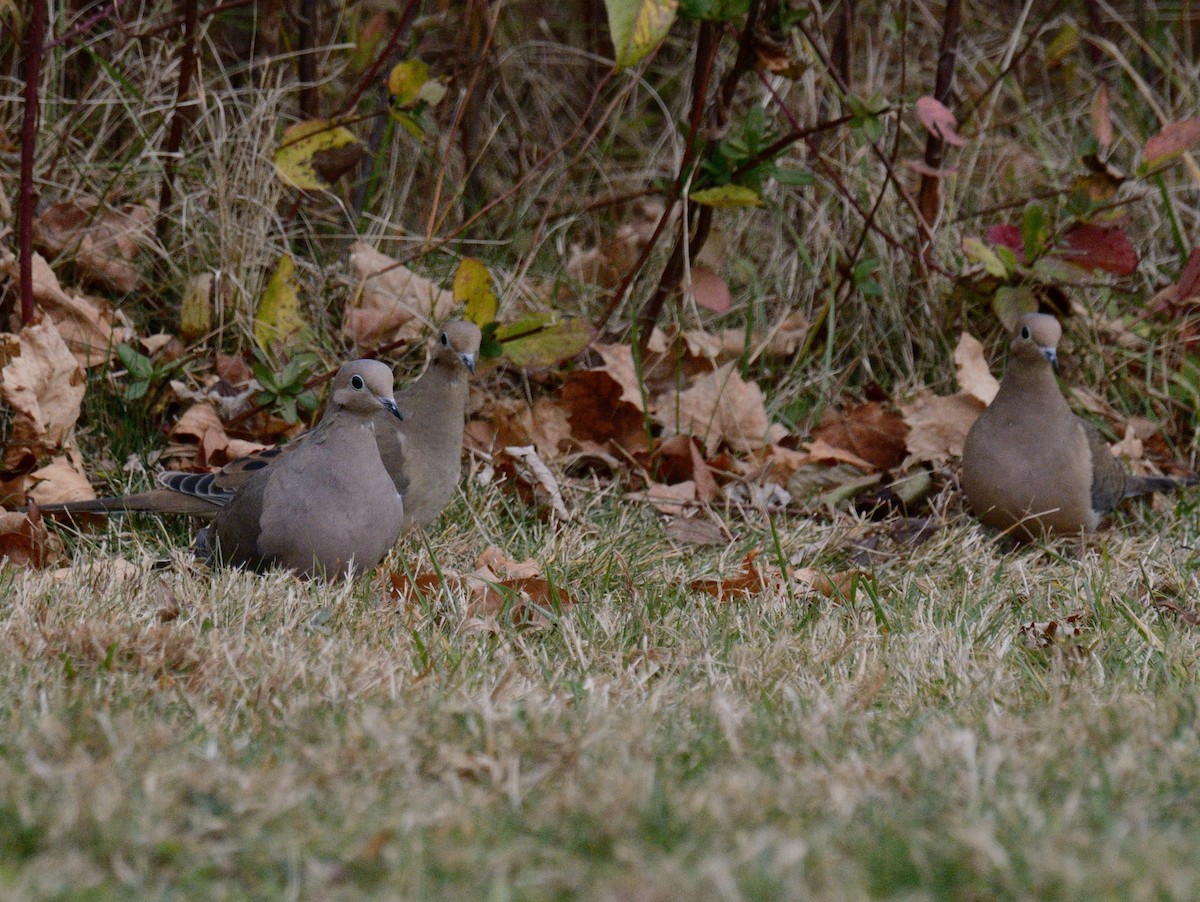 Mourning Dove - ML645857591
