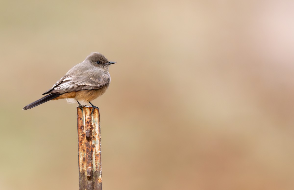 Say's Phoebe - ML645857592