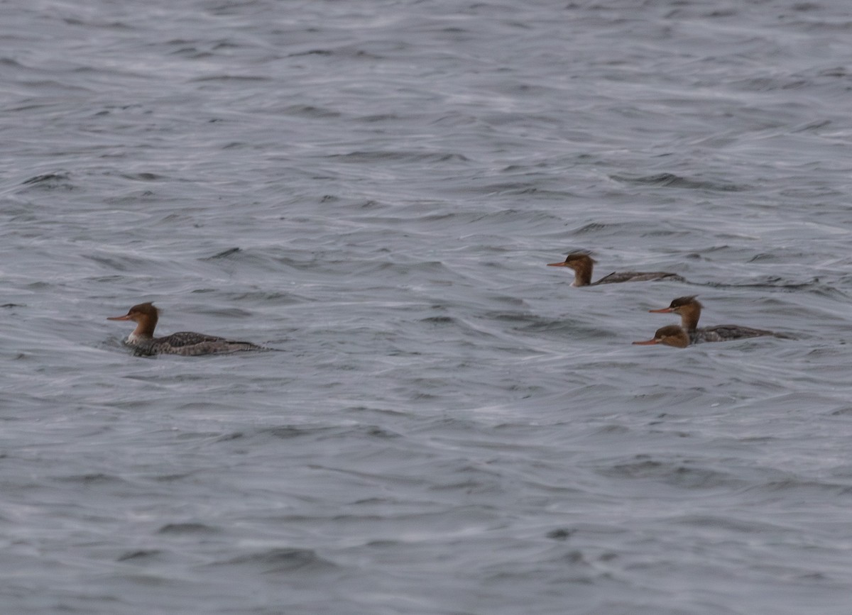 Red-breasted Merganser - ML645857593