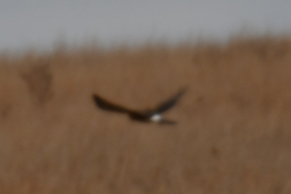 Northern Harrier - ML645857599