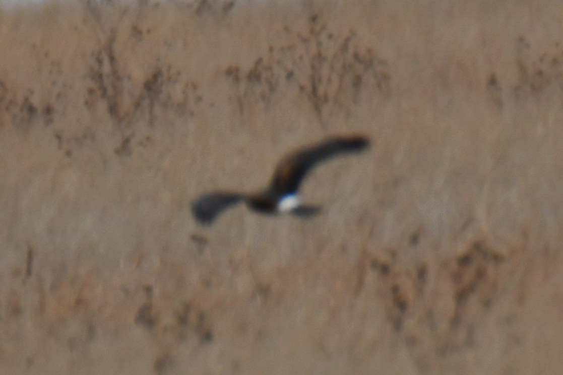 Northern Harrier - ML645857600