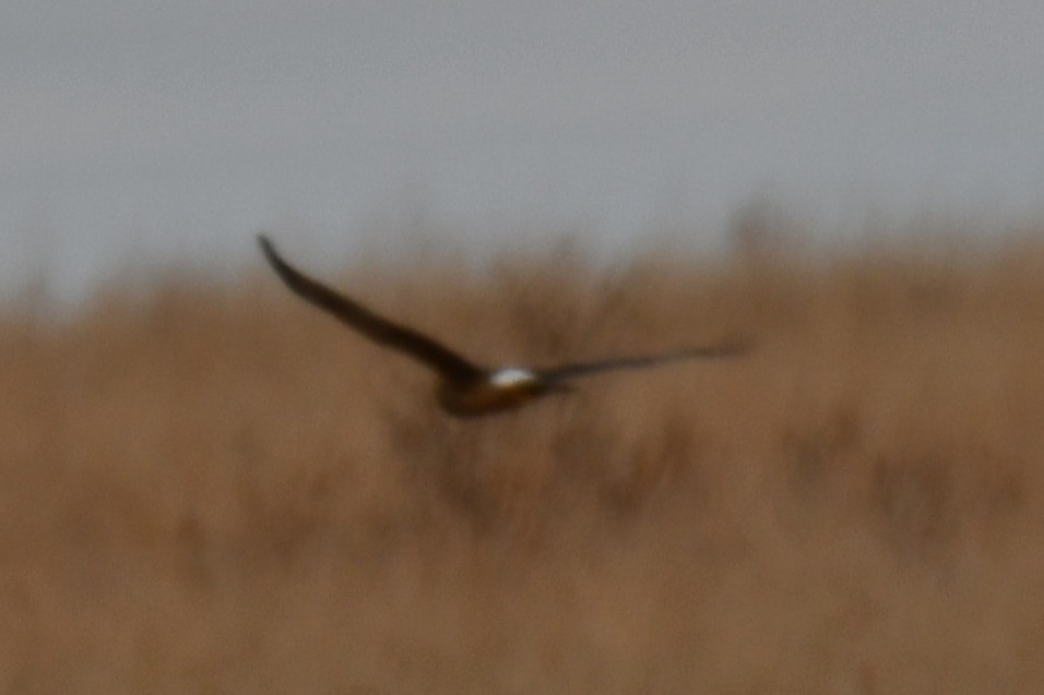 Northern Harrier - ML645857601